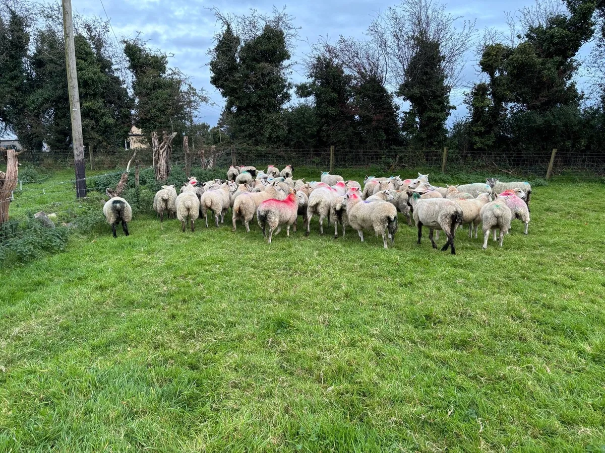 50 ewe lambs - Image 3