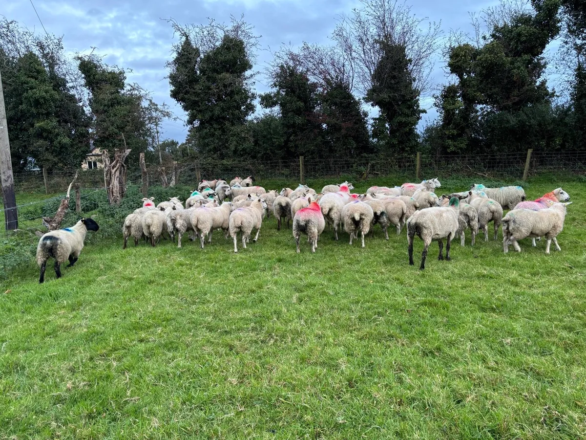 50 ewe lambs - Image 2