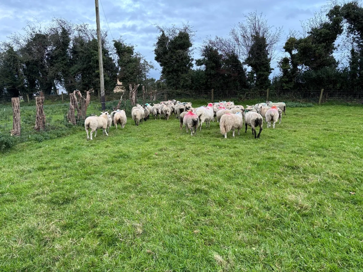 50 ewe lambs - Image 4