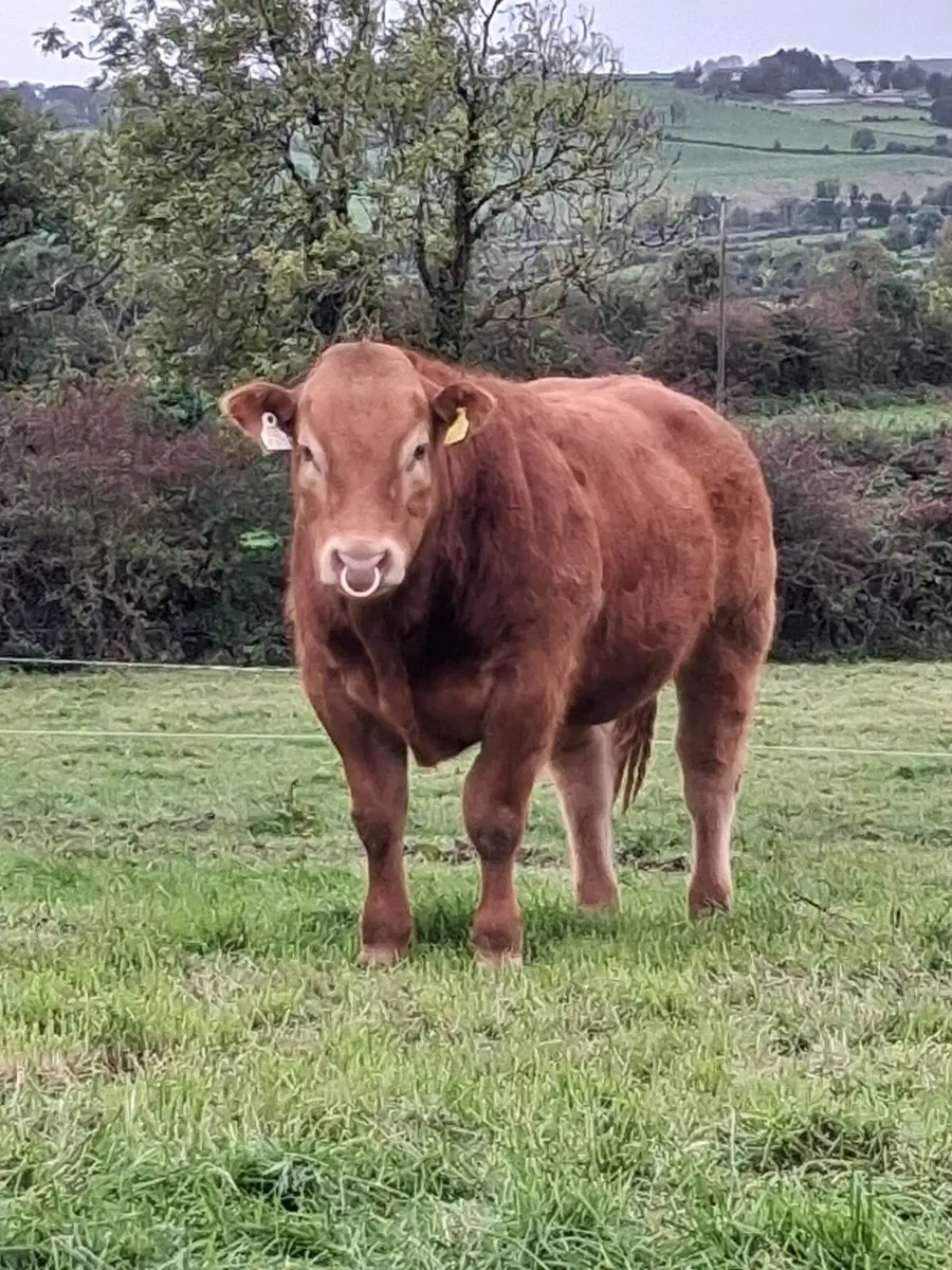 PBR Limousin Bull - Image 1