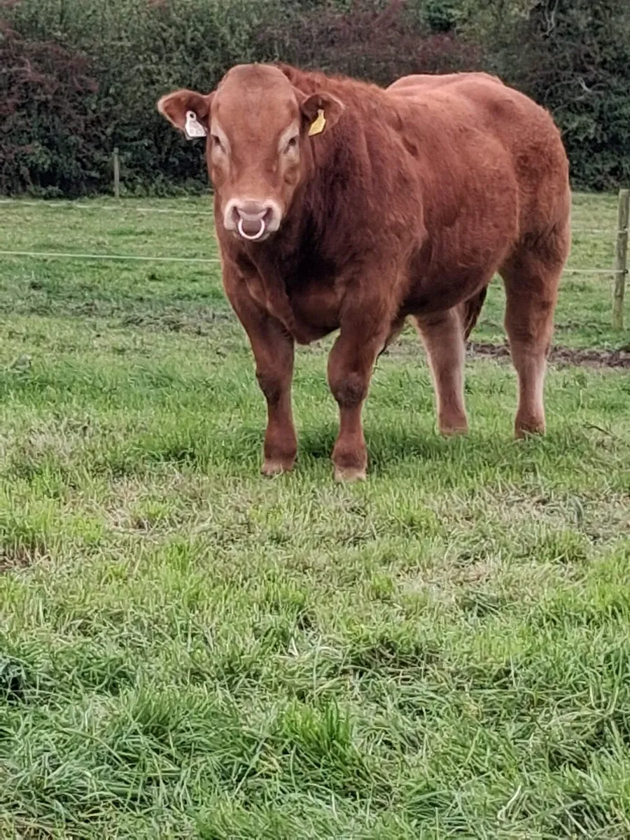 PBR Limousin Bull - Image 2