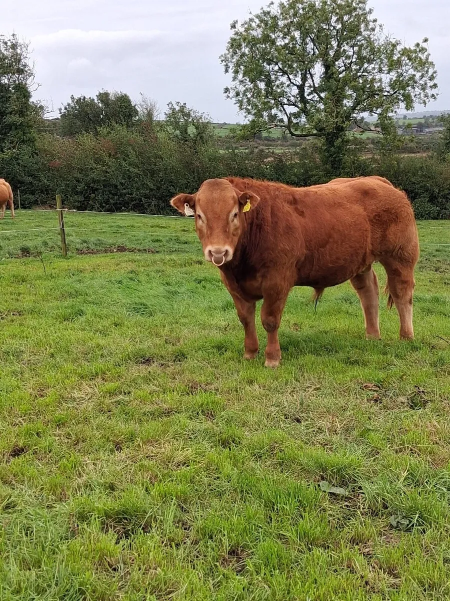 PBR Limousin Bull - Image 3