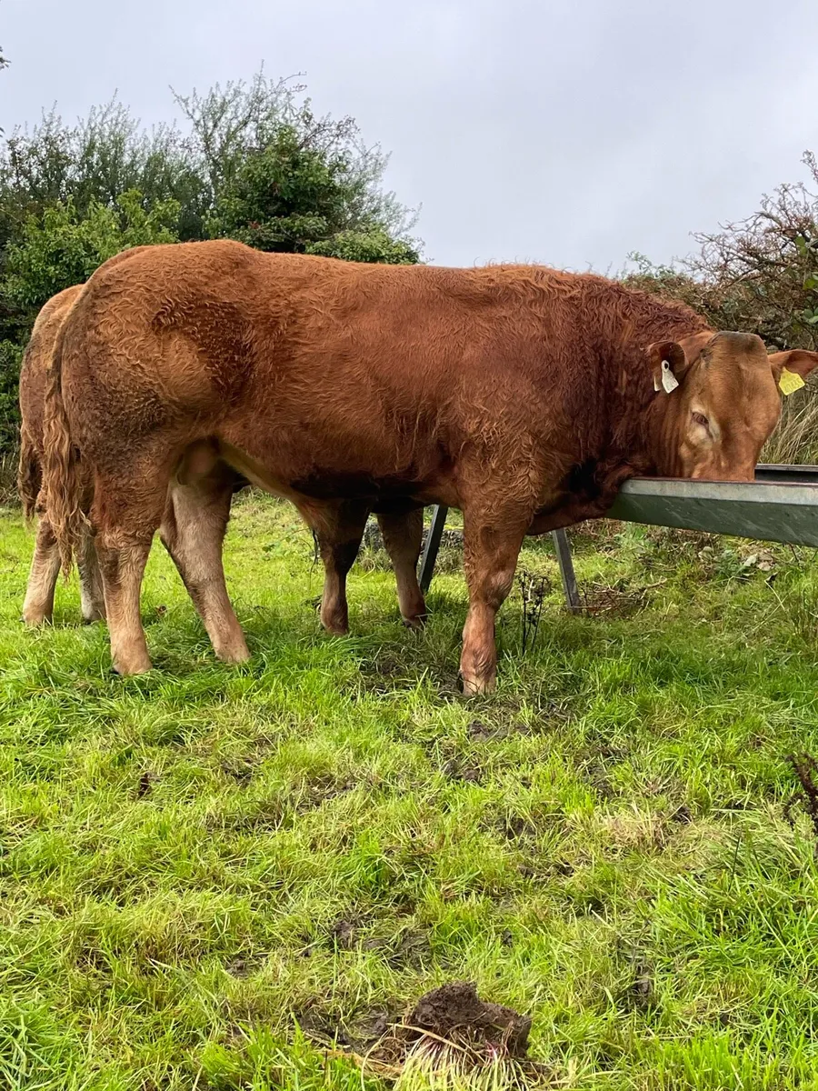 PBR Limousin Bull - Image 4
