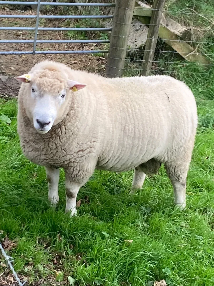 Sheep - Image 1