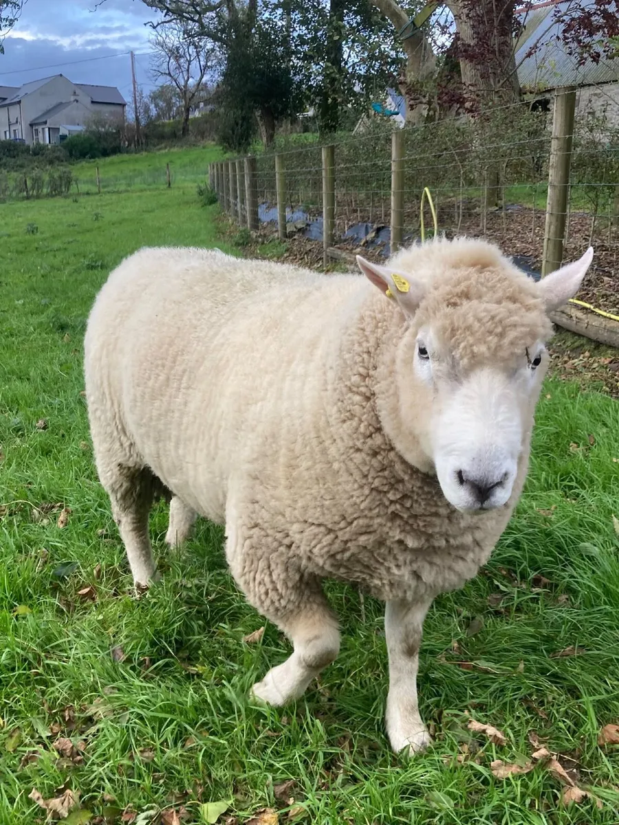 Sheep - Image 2