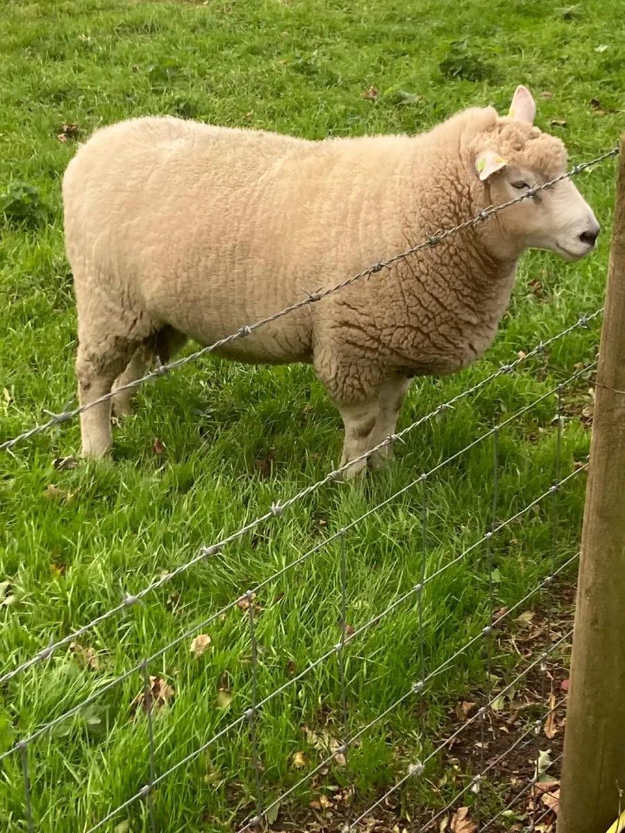 Sheep - Image 3