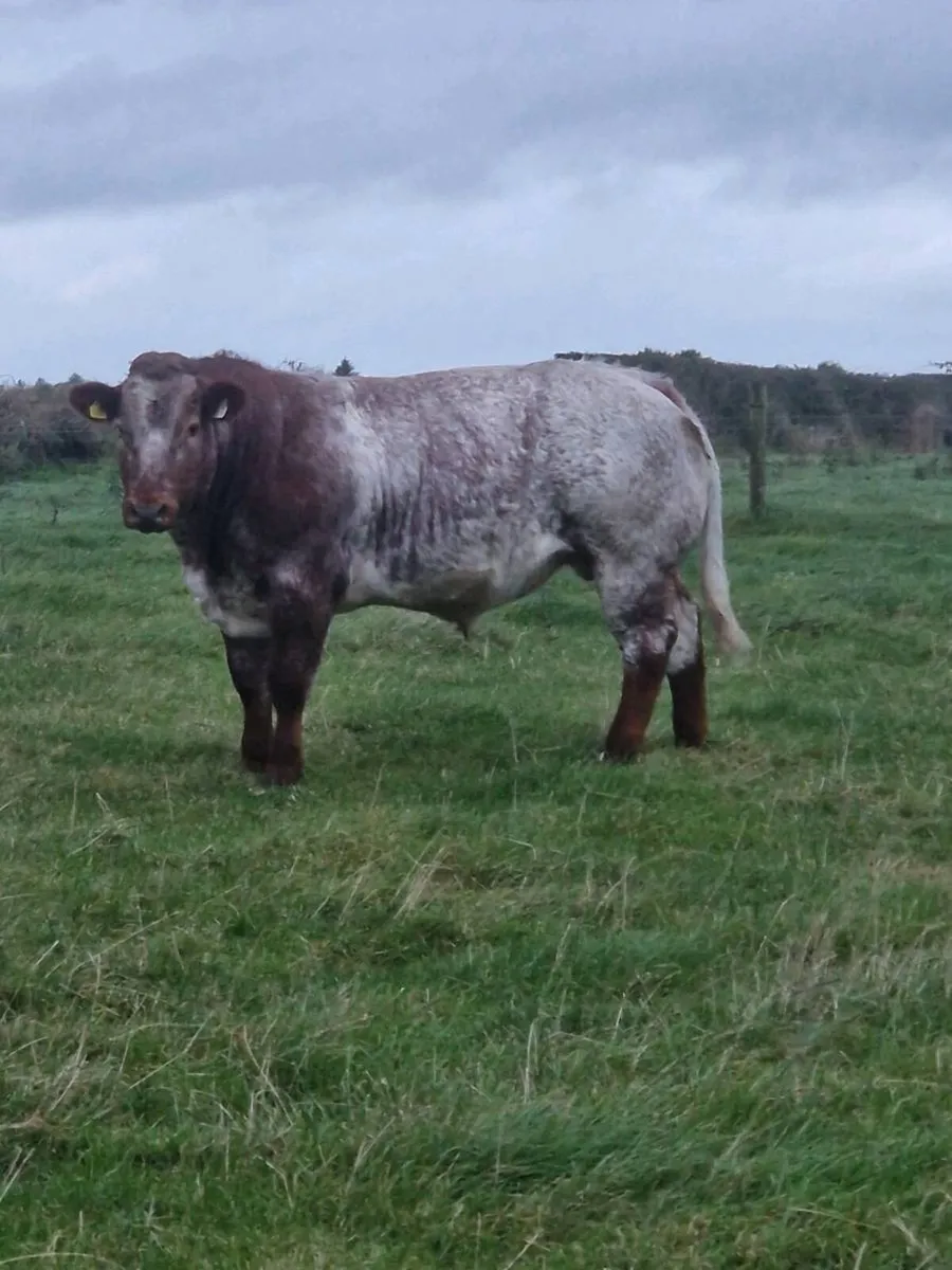 Tuam Mart show and sale - Image 1