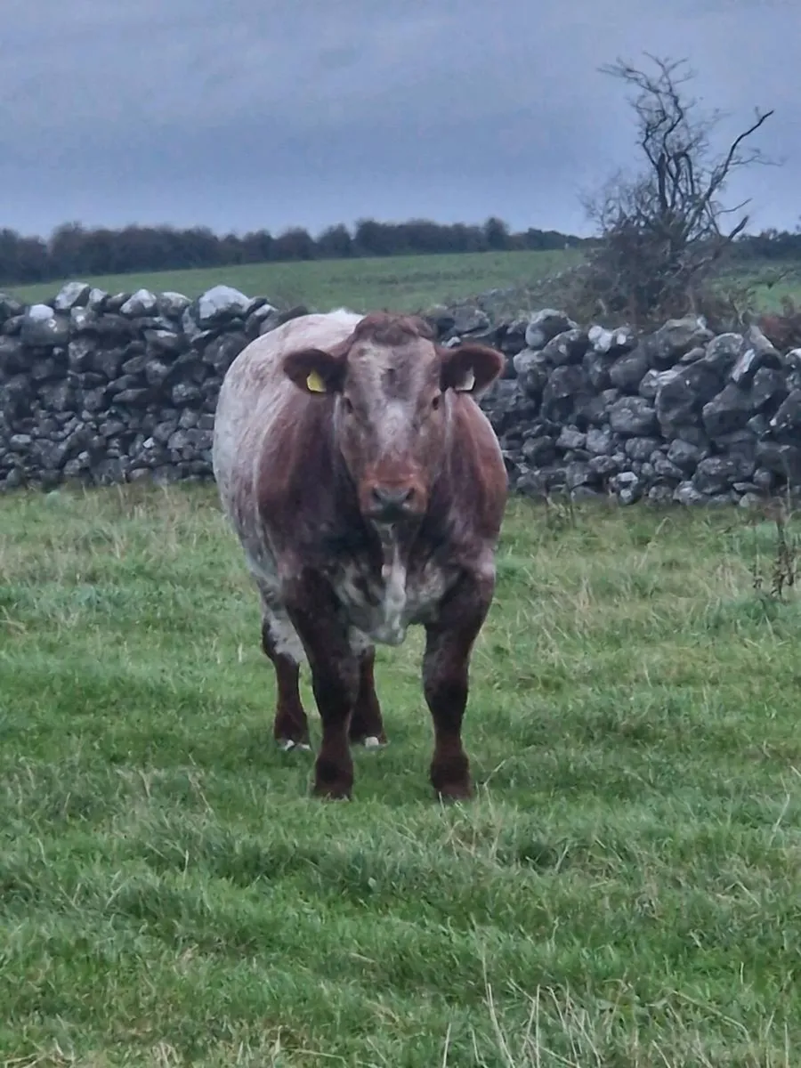 Tuam Mart show and sale - Image 2