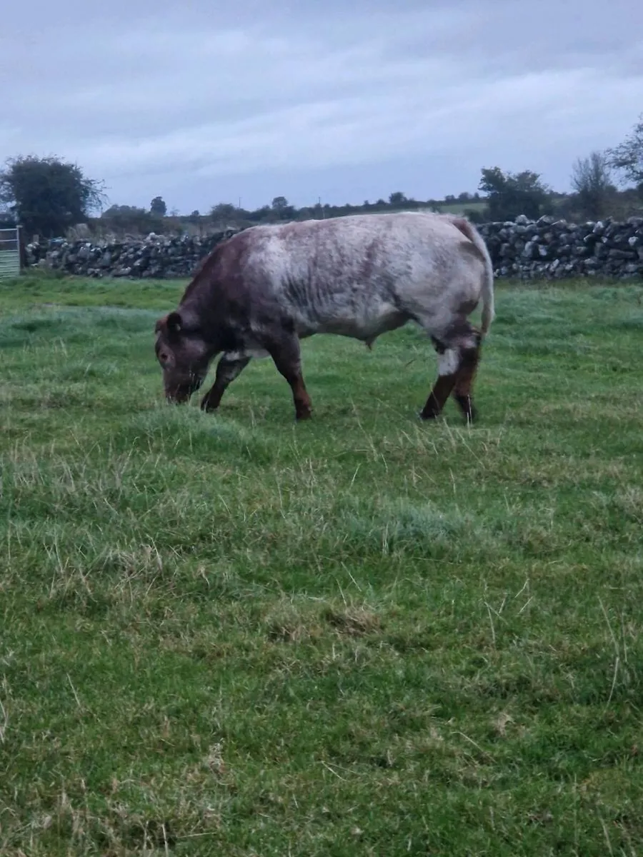 Tuam Mart show and sale - Image 3