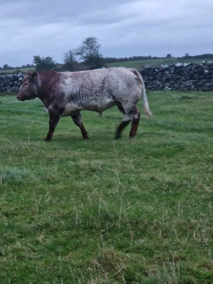 Tuam Mart show and sale - Image 4