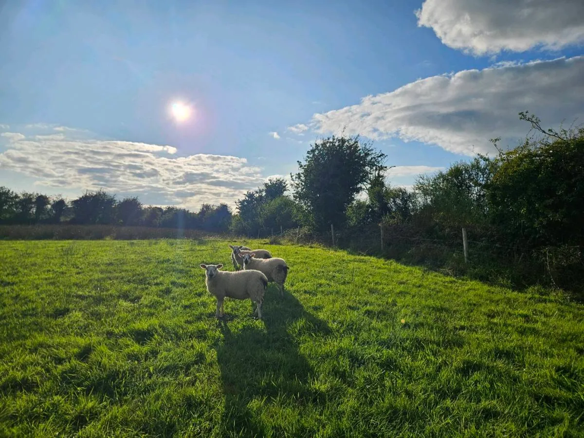 Hilltex store lambs - Image 1