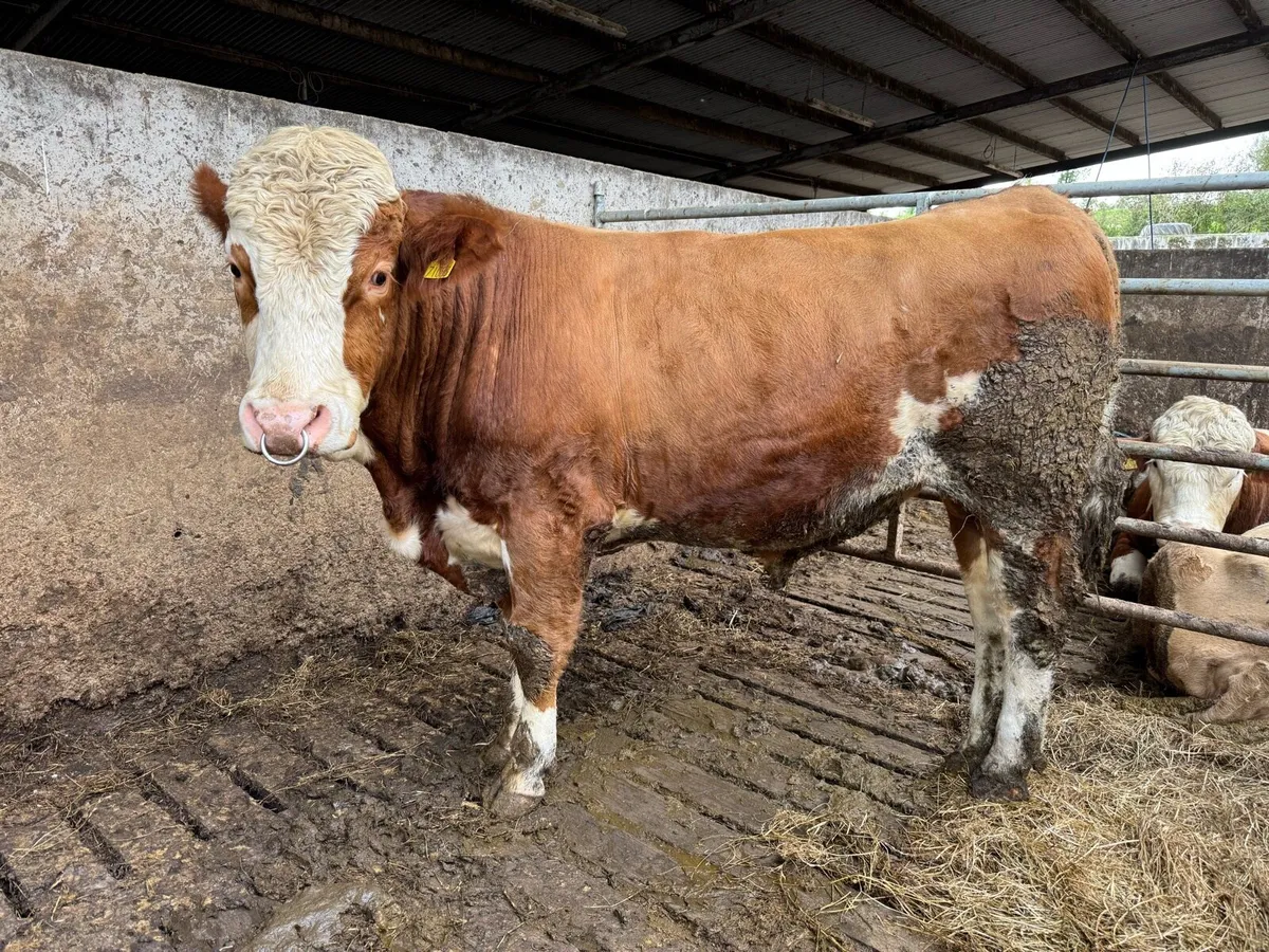 Fleckvieh Bulls - Image 2