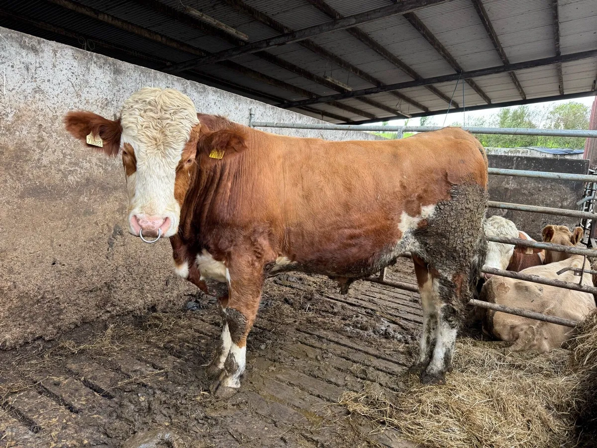 Fleckvieh Bulls - Image 3