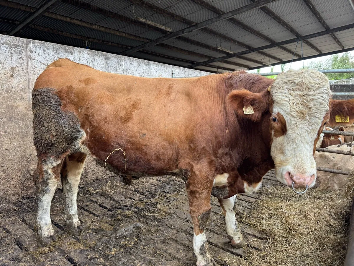 Fleckvieh Bulls - Image 4