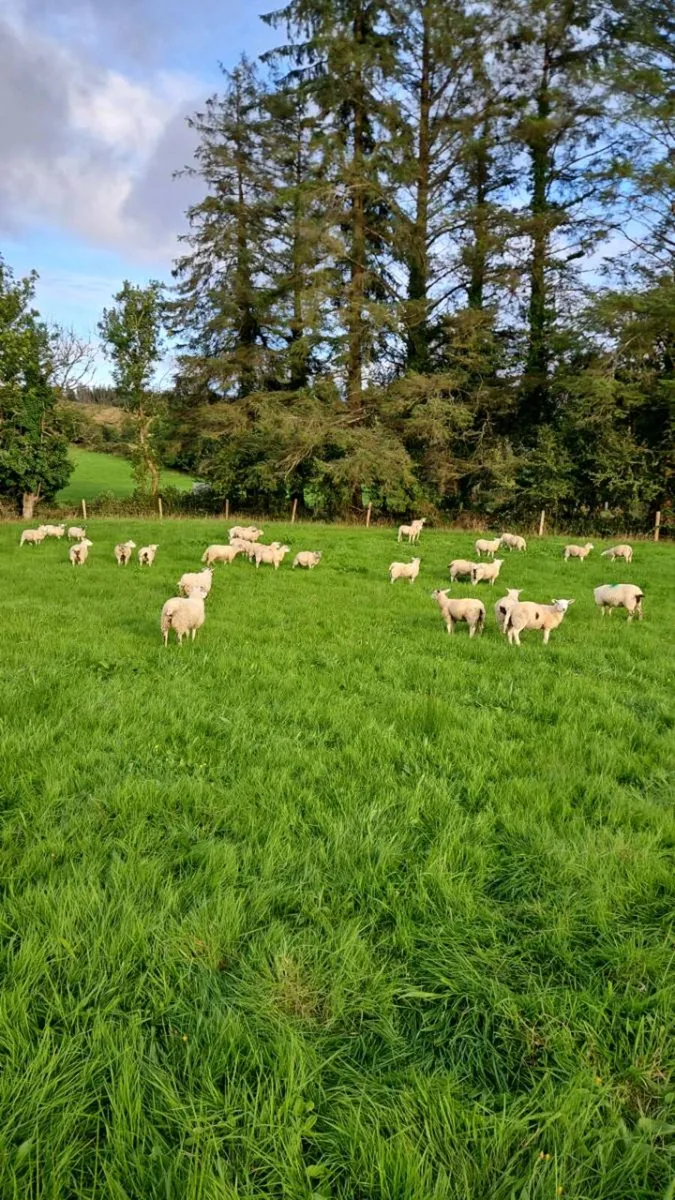 Hilltex store lambs - Image 4