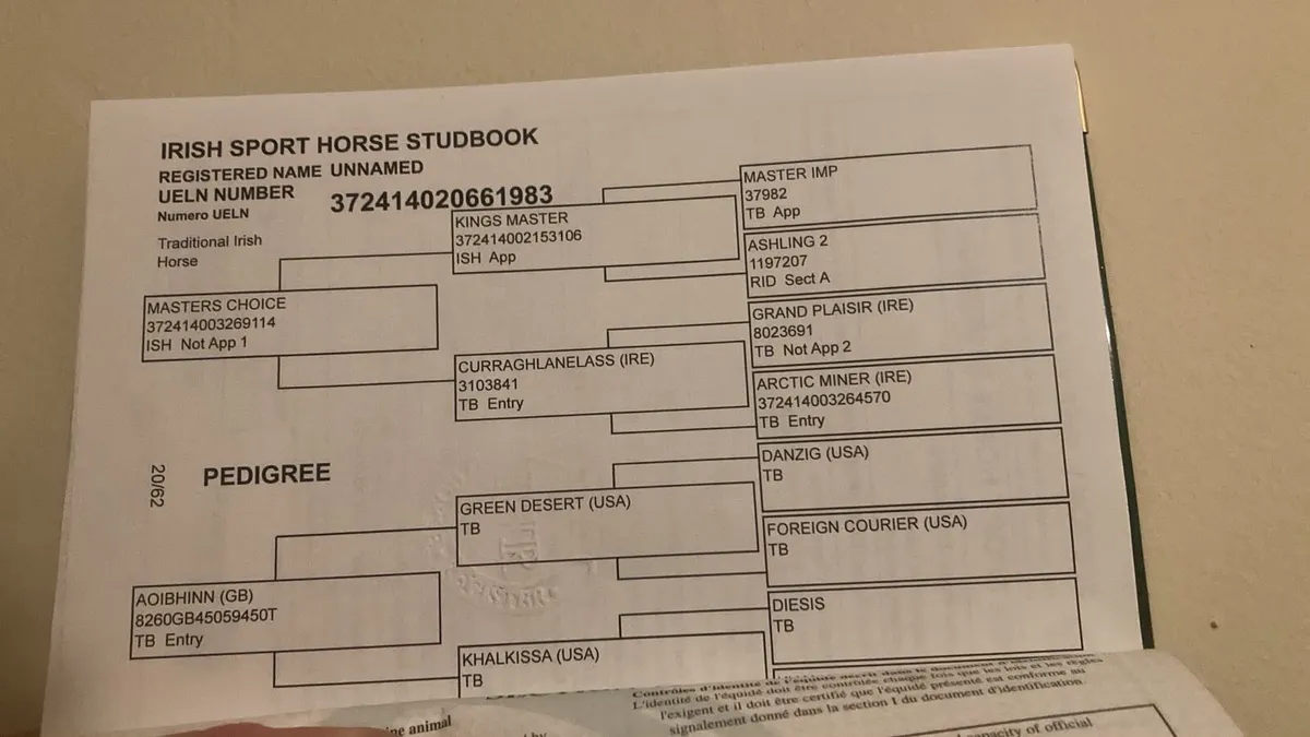5 year old gelding unbroken - Image 3