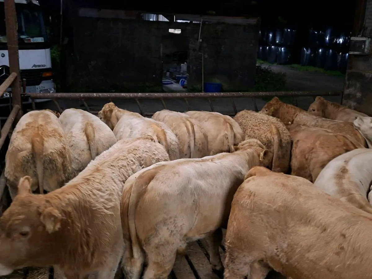 16 Smashing Golden Charlaois bull Weanlings - Image 1