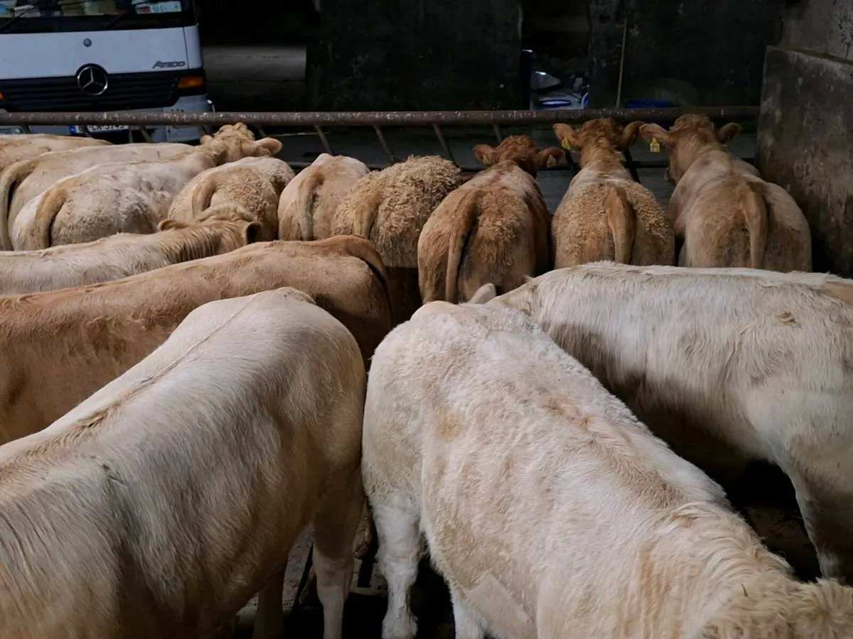 16 Smashing Golden Charlaois bull Weanlings - Image 3