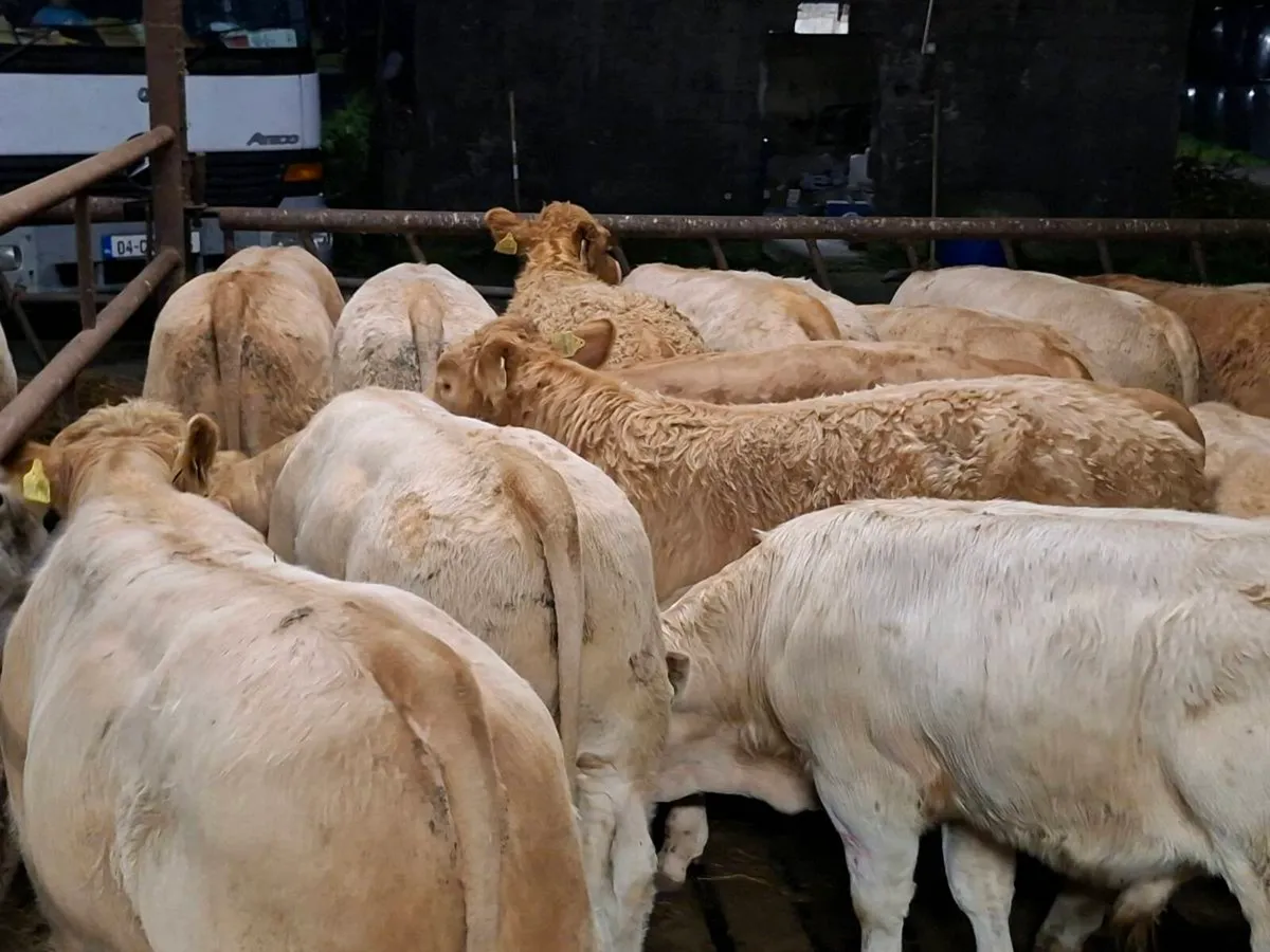 16 Smashing Golden Charlaois bull Weanlings - Image 4