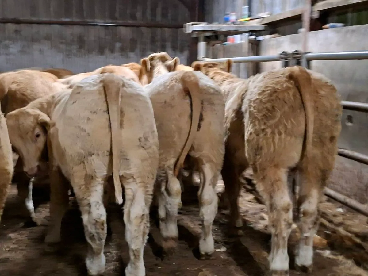 16 Smashing Golden Charlaois bull Weanlings - Image 2