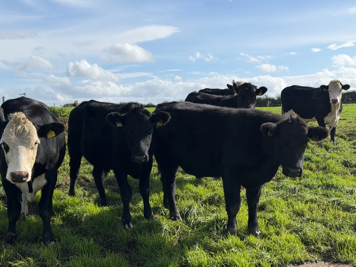 Angus & Hereford Cattle - Image 1