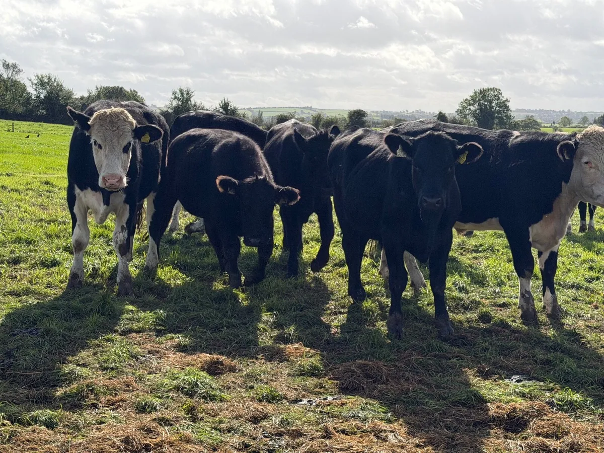Angus & Hereford Cattle - Image 2