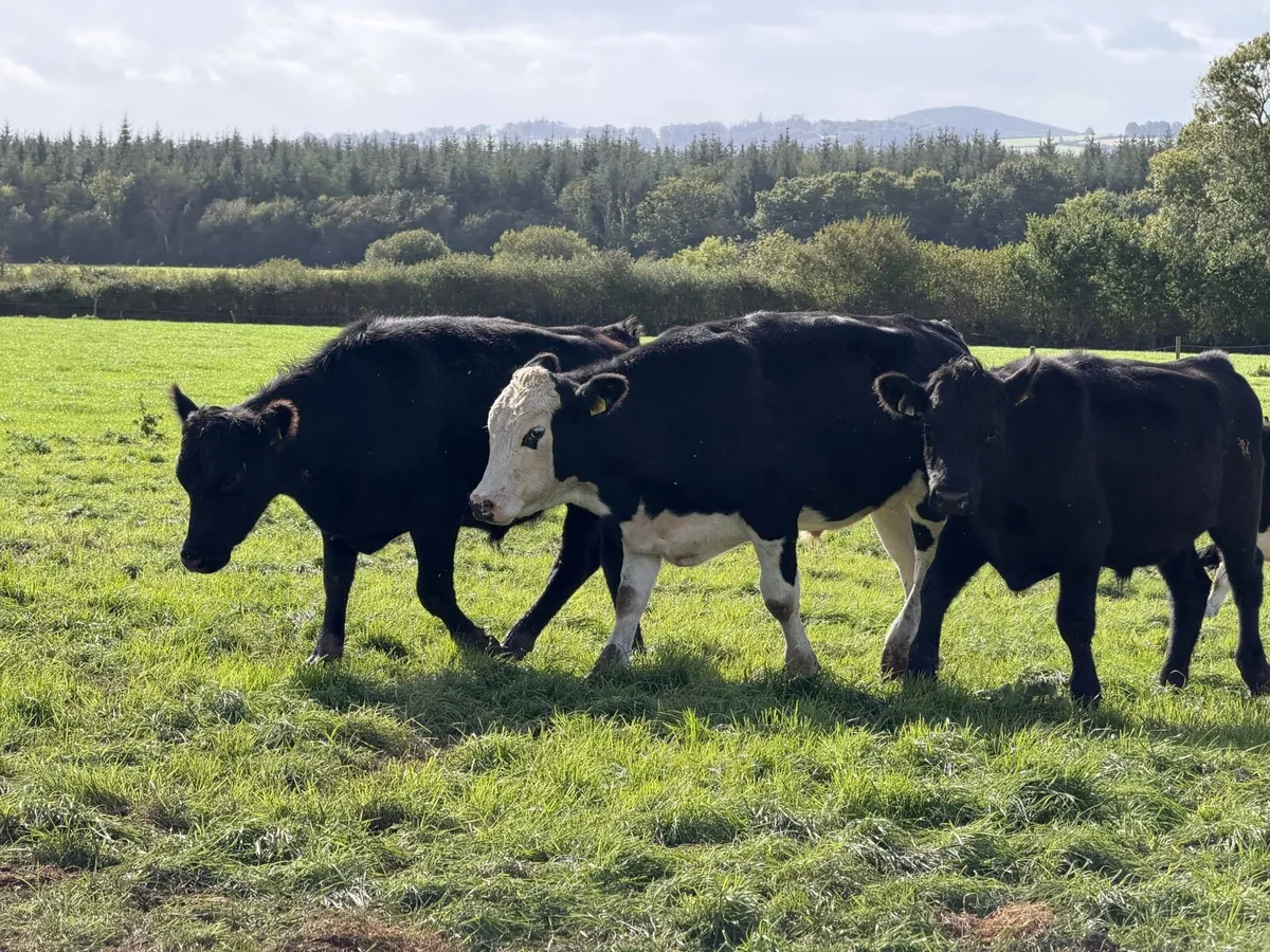 Angus & Hereford Cattle - Image 3