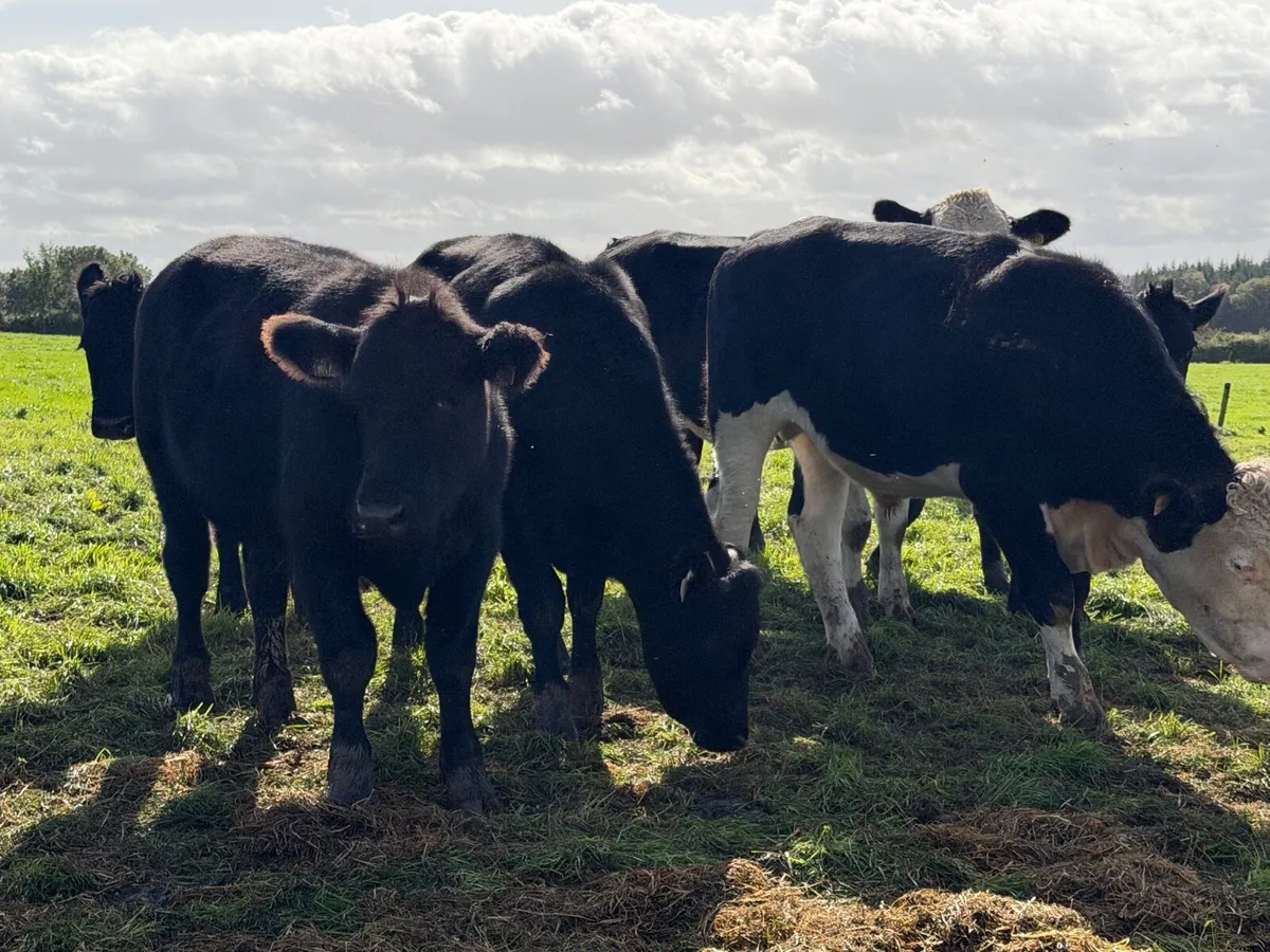 Angus & Hereford Cattle - Image 4