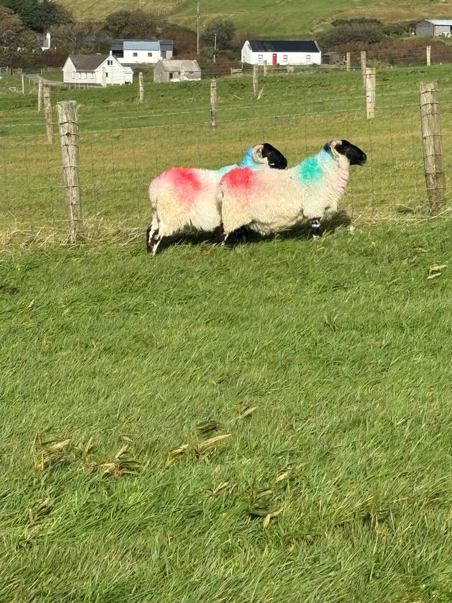 Sheep - Image 1