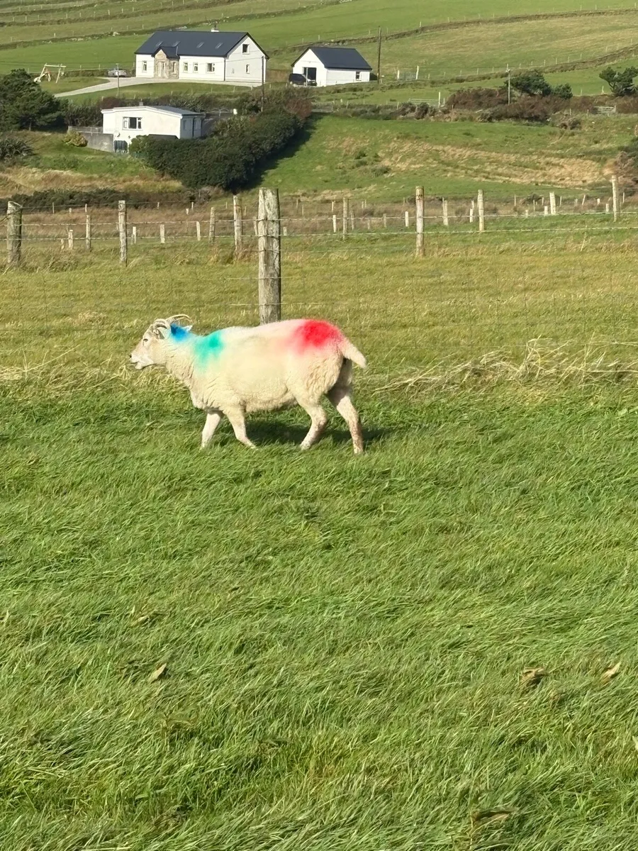Sheep - Image 4