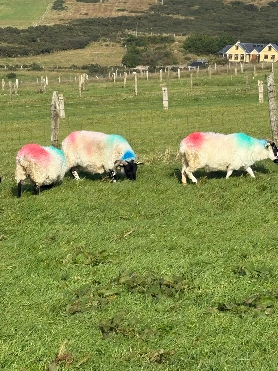 Sheep - Image 2