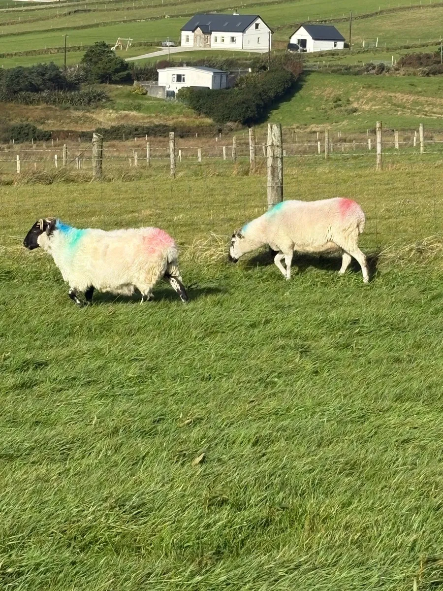 Sheep - Image 3