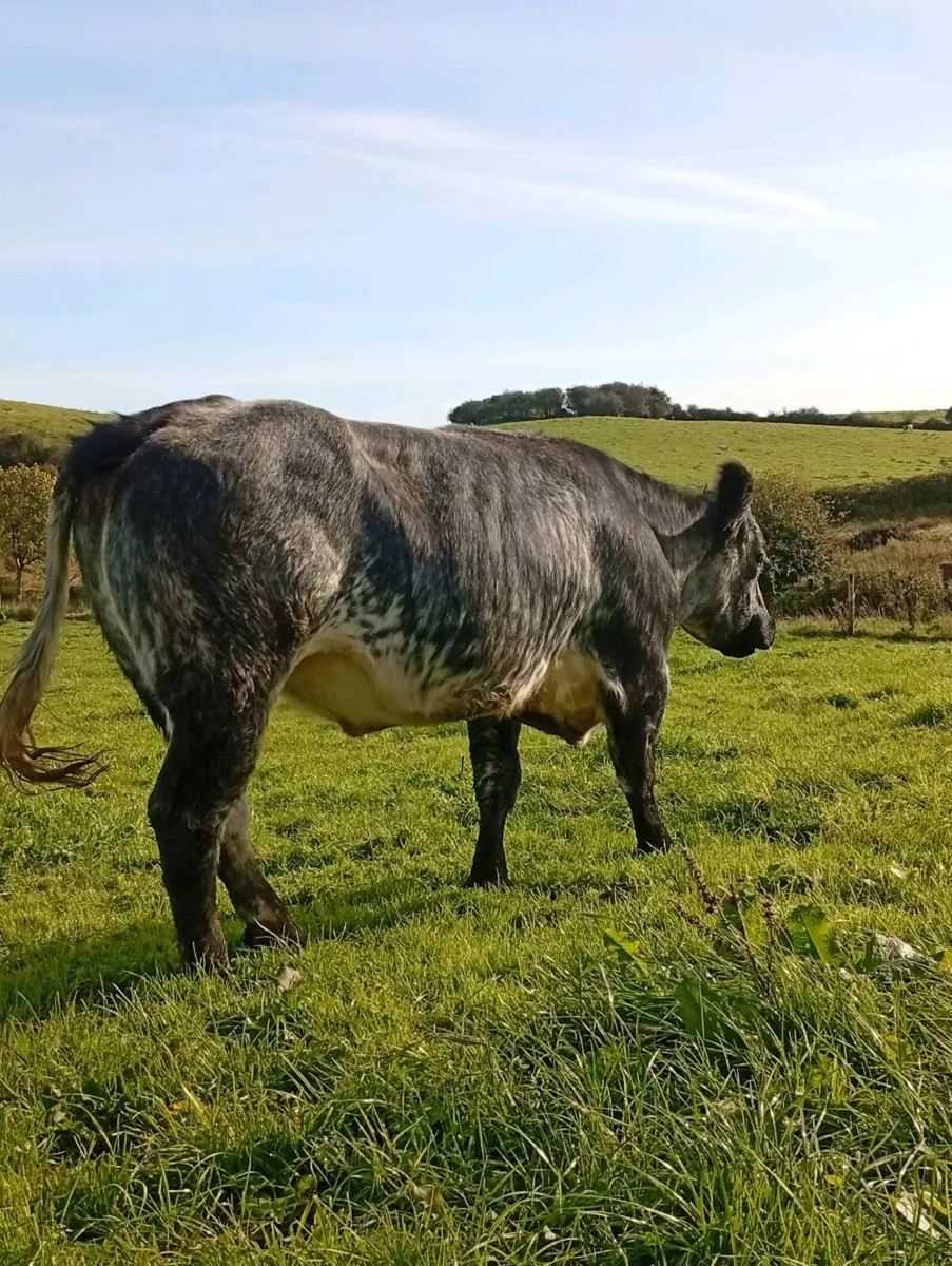 InCalf  Heifer - Image 3