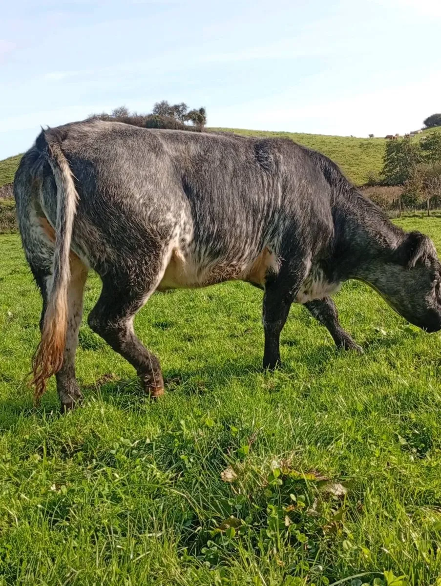 InCalf  Heifer - Image 4