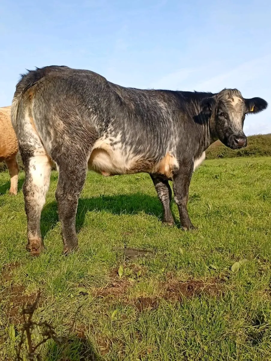 InCalf  Heifer - Image 1