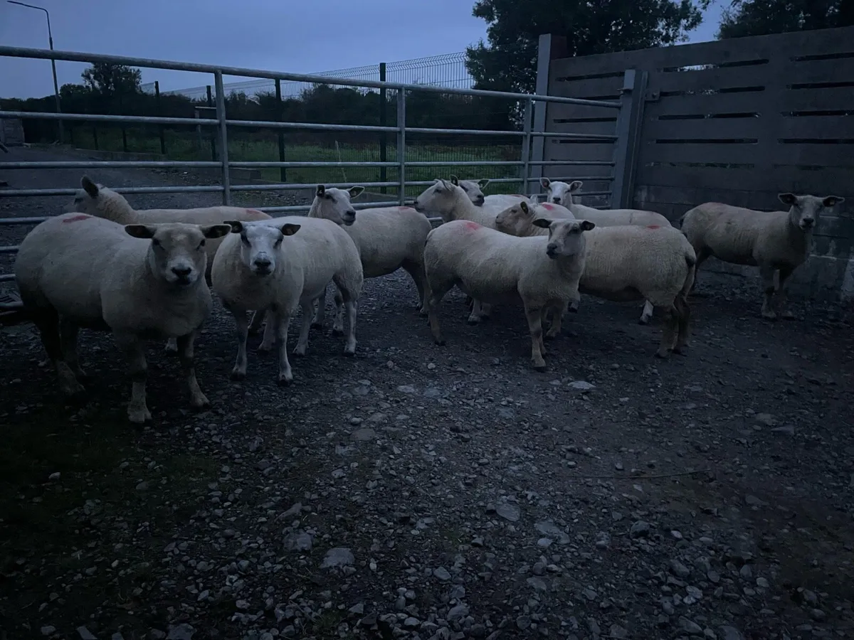 💥TEXEL HOGGETS FOR SALE 💥 - Image 1