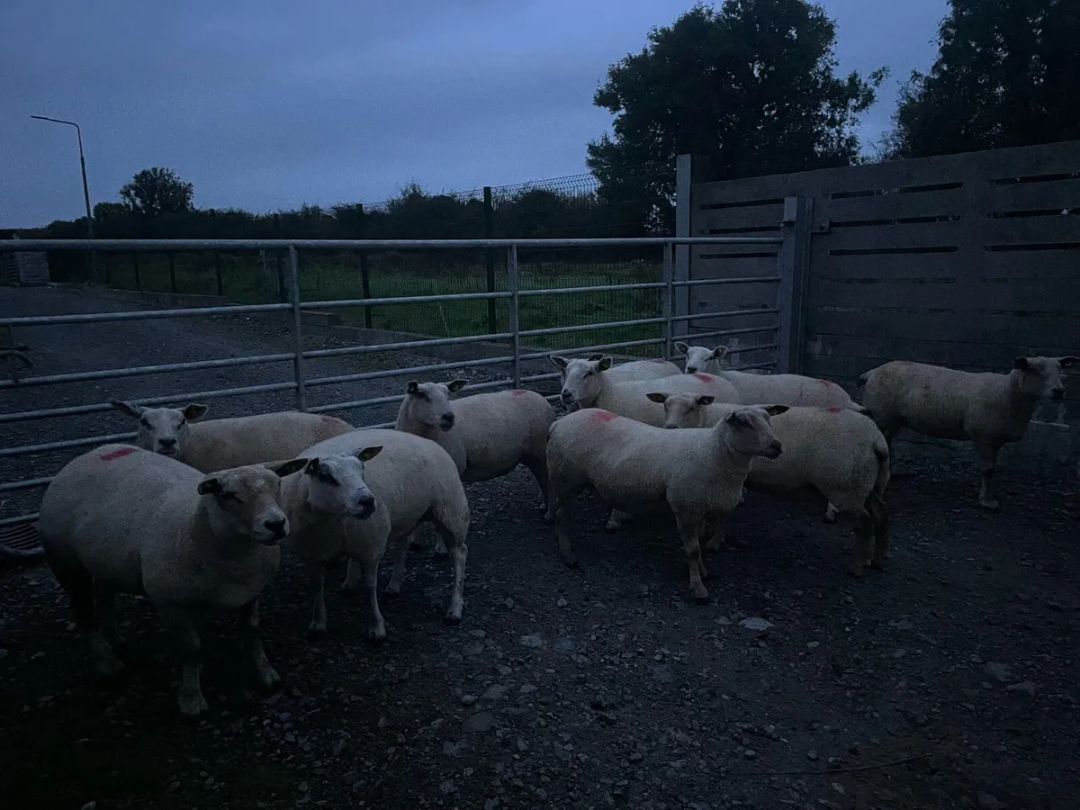 💥TEXEL HOGGETS FOR SALE 💥 - Image 2