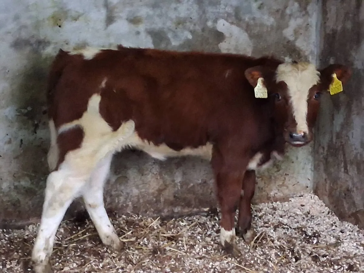 Red Belgian Blue Heifer Runner - Image 2