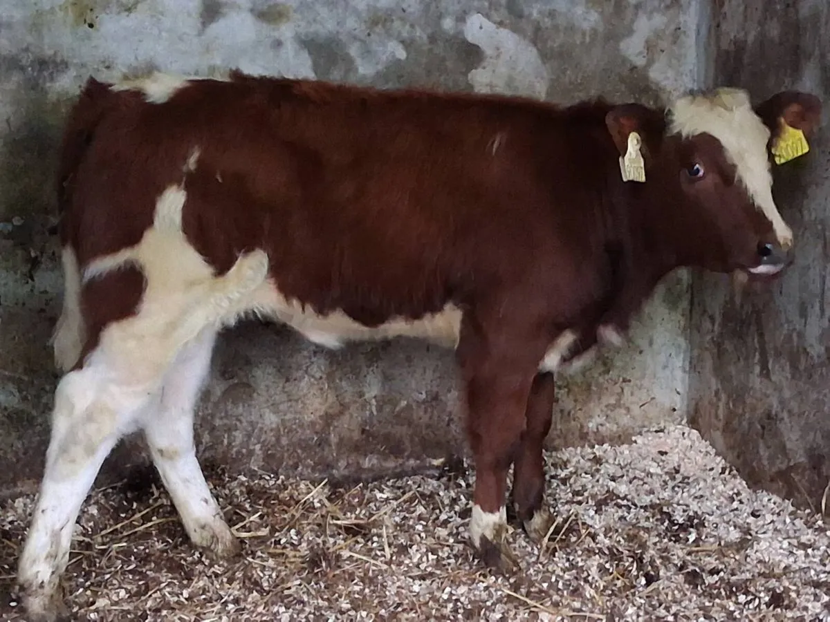 Red Belgian Blue Heifer Runner - Image 3