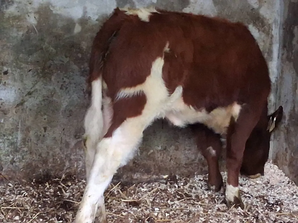 Red Belgian Blue Heifer Runner - Image 4