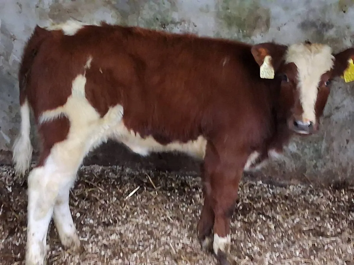 Red Belgian Blue Heifer Runner - Image 1