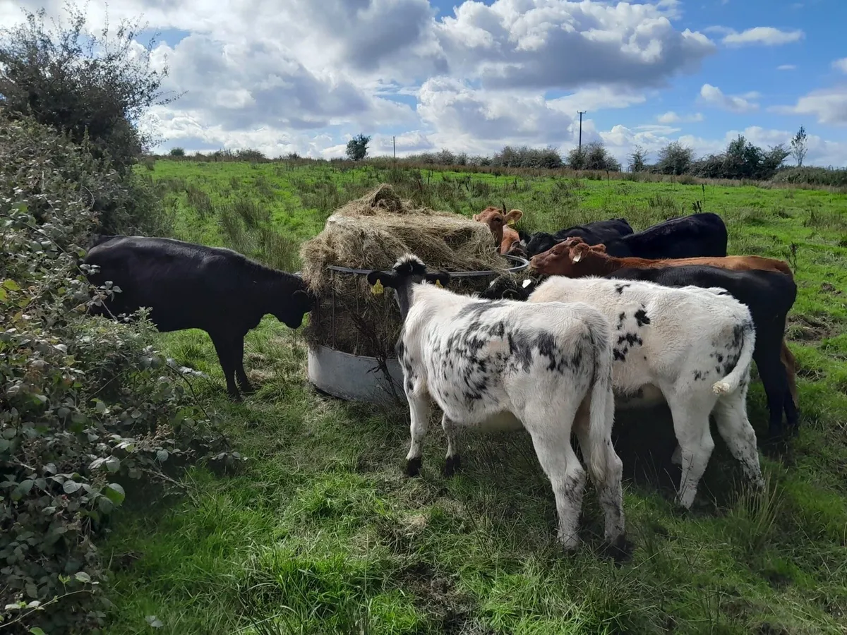 Weanling heifers - Image 1