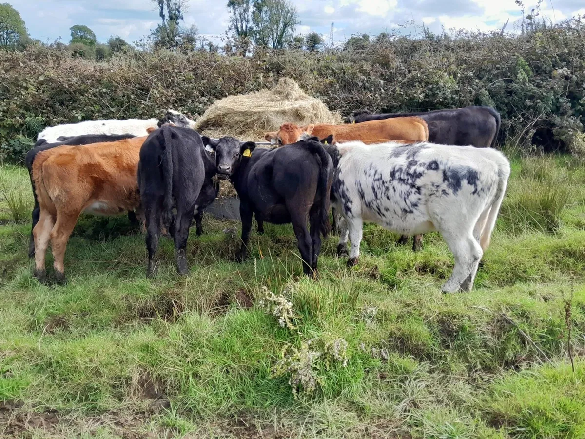 Weanling heifers - Image 2