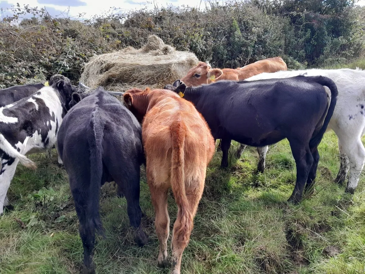 Weanling heifers - Image 3