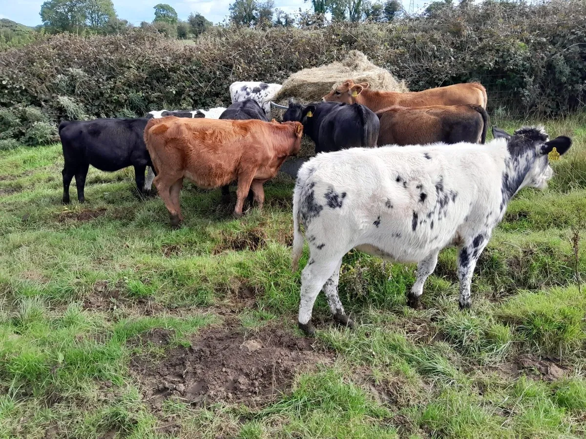 Weanling heifers - Image 4