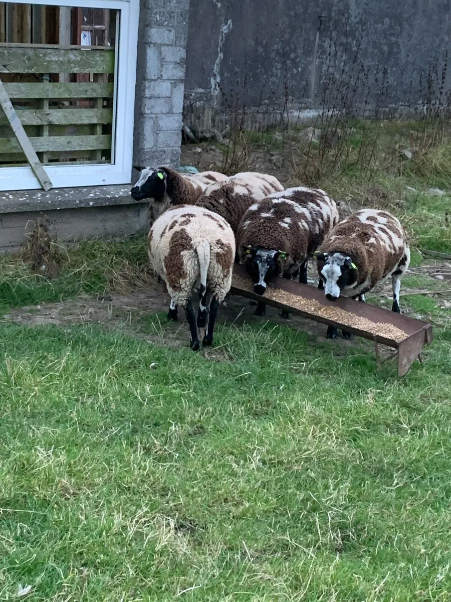 Sheep - Image 4