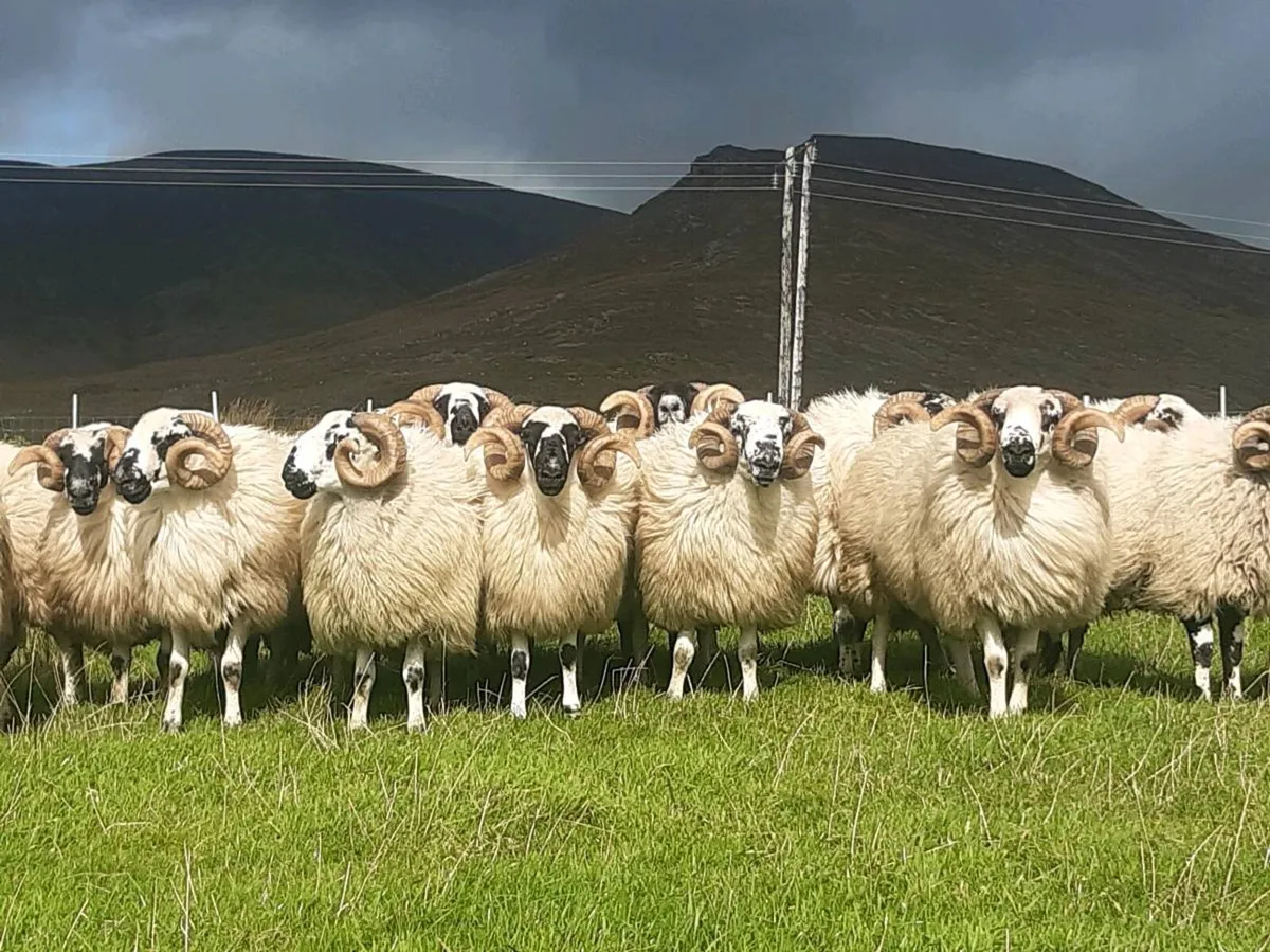 ***Hill Rams*** - Image 1