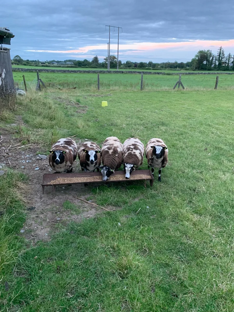 Sheep - Image 1