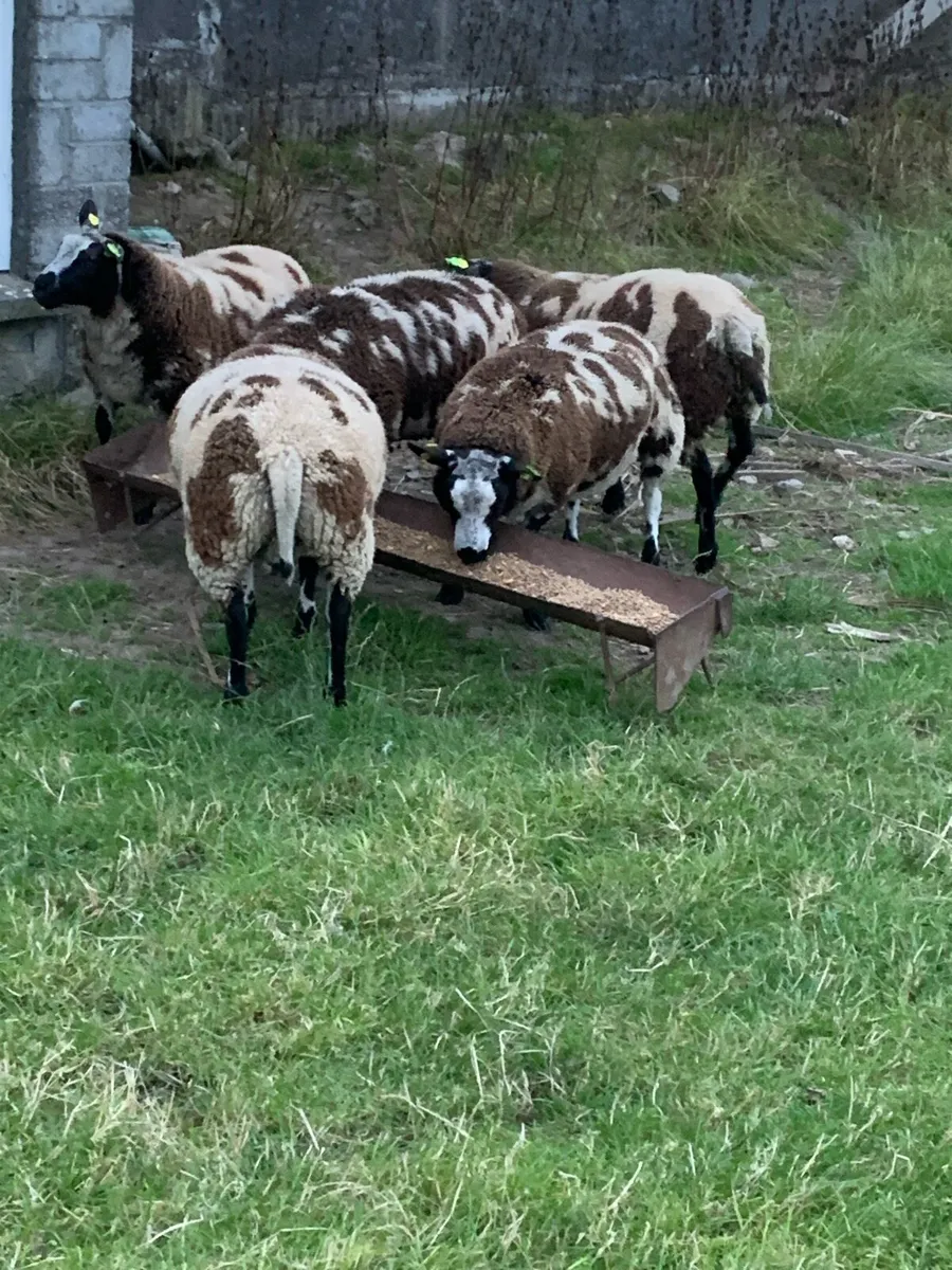 Sheep - Image 2