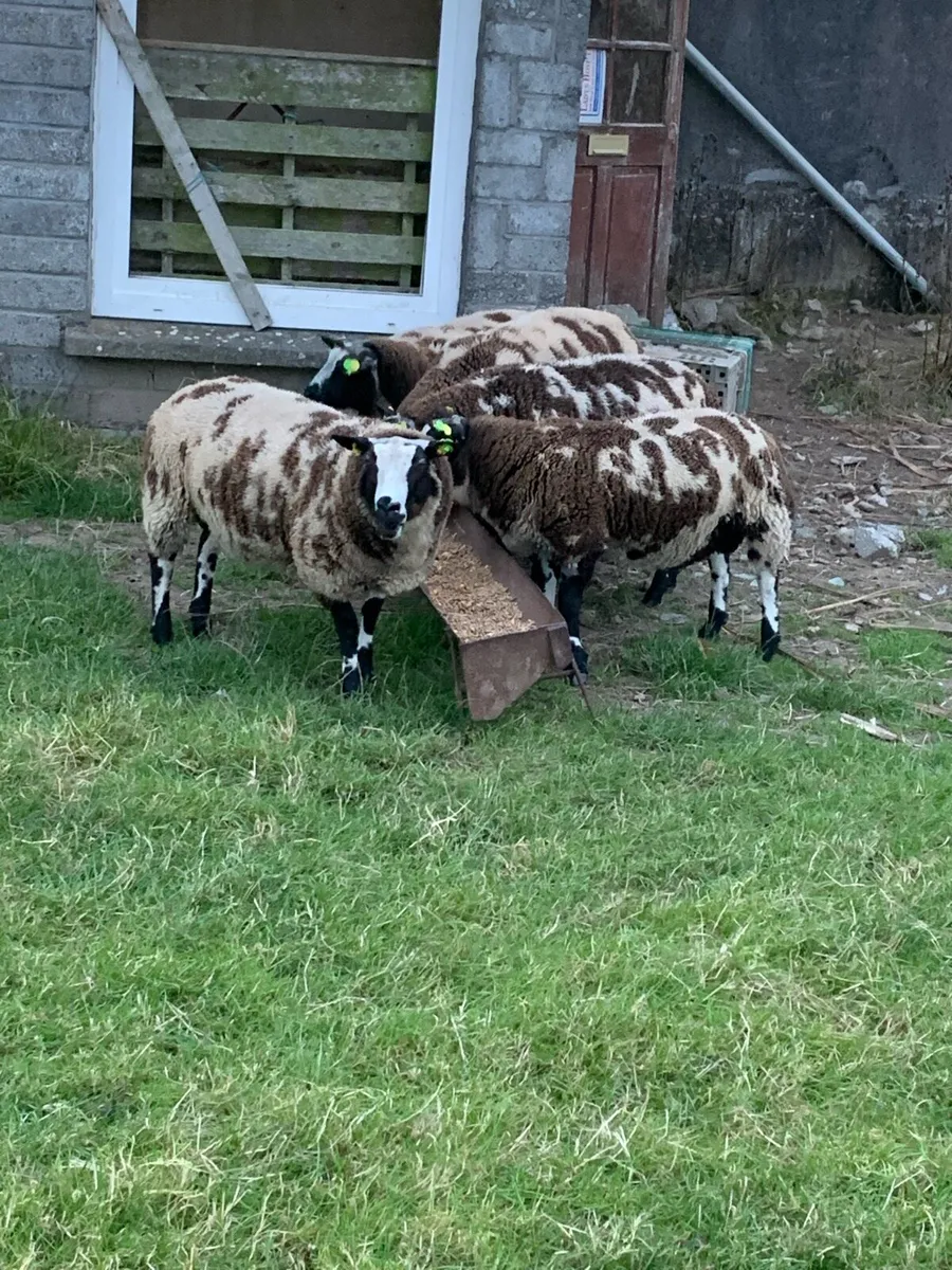 Sheep - Image 3